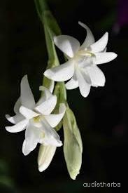 augmented_Polianthes tuberosa flower3_flipped_ud.jpeg